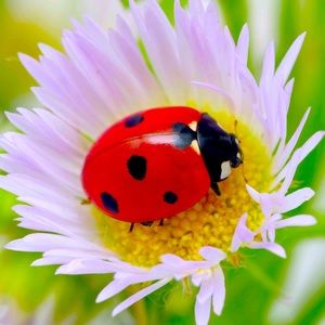 Meet your Posher, Pamela